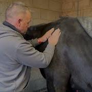 Module 4 Case Study Horse B Shoulders