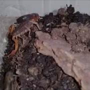 Scorpion Feeding Time 2