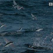 Летучие рыбы под ударом с воздуха и воды Охота BBC Earth