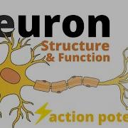 Structure And Function Of A Neuron