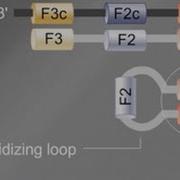 Loop Mediated Isothermal Amplification LAMP Tutorial
