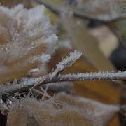 Timelapse Of Frost Forming On European Beech Leaves