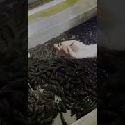 Leech Breeding Fishfarming Aquarium Manufacturing