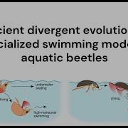 Evolution Of Swimming Behavior Of Hydrophilids English Version