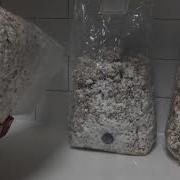 How To Tell When Grain Spawn Bag Is Ready