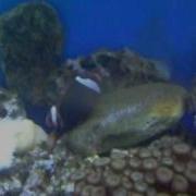 Spawning Tomato Clownfish