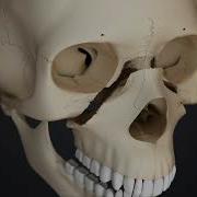 LeFort I II And III Type Fractures Animation Shorts For Monash University Australia