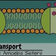 Cell Transport