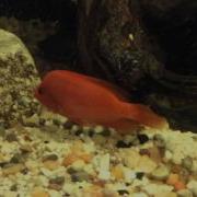 Female Red Devil Cichlid