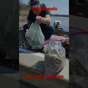 Fiddlehead Picking