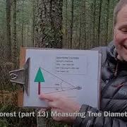 Measuring Tree Diameter And Height What Is A Forest Part 13