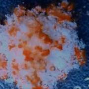 Pills Dissolving Time Lapse