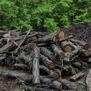 Processing Tree Service Wood 53