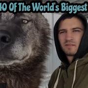 40 Biggest Animals Caught On Camera Reaction Video