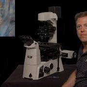 Microscopy Phase Polarization And DIC Stephen Ross