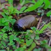 Insects Caterpillar Leech