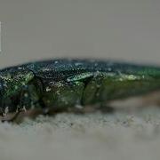 Oregon S Ash Trees Are Dying Can Anything Stop The Emerald Ash Borer Beetle Oregon Field Guide