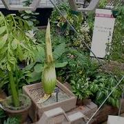 NC State Corpse Flower Bloom 2019