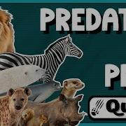 Predator Vs Prey Quiz Who S Hunting Who In Nature S Wild Game