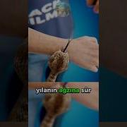 Acil Öğren Isırığından Kurtul