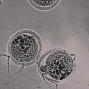 Interacting Sperm And Egg