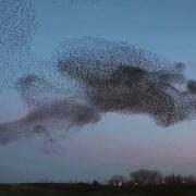 Starling Murmuration Natomas Sacramento California