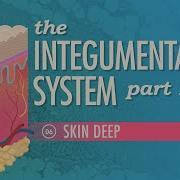 The Integumentary System Part 1 Skin Deep Crash Course Anatomy Physiology 6