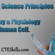 Anatomy And Physiology Of The Human Cell In 7 Minutes