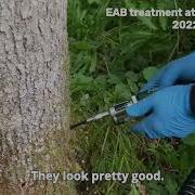Field Notes Friday Update On EAB At Up On The Hill