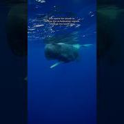 Being Clicked By A Sperm Whale Is Such An Experience Spermwhale Dominica Whales Ocean Snorkel