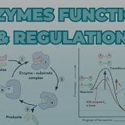 Enzymes Function Regulation