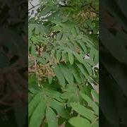 Фцы ыхыыны ыбылдыны ы зыыбыцы
