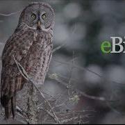 Introduction To EBird