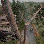 Basic Tools And Techniques For Tree Removal