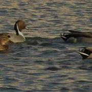Pintail Mallard Mixed Flock Courtship Behaviour Take 2