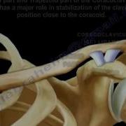 Coracoid Conoid Coronoid Everything You Need To Know Dr Nabil Ebraheim