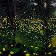 Spencer Maro Fireflies