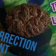 Невероятное воскрешающее растение 4k Time Lapse Также известное как Роза Иерихона Растение