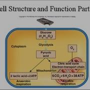 Cell Structure And Function Part 4