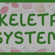 KS3 Биология Скелетная система Строение костей Функции скелета