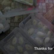 Huge Reticulated Python Laying 25 Eggs