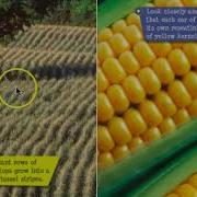 Plant Patterns Read Aloud