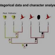 Phylogenetic Comparative Methods 5 Likelihood