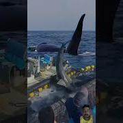 Big Shark Shark Ocean Whale Fish Dolphin Shortsviral Nature Yearofyou Epic Fishing
