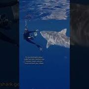 POV You Re A Professional Shark Diver For A Living