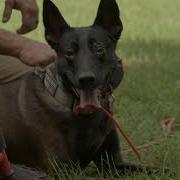 WVSOM Rural Health Initiative Canine Search Rescue