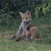 Foxes In Our Garden Episode 2