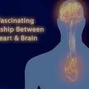 The Fascinating Relationship Between The Heart And Brain