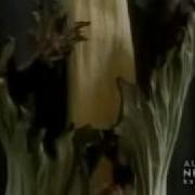 Corpse Flower Blooms For The 2nd Time In Texas
