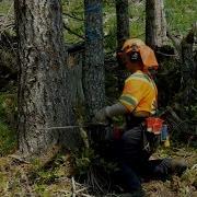 Manual Tree Falling Proper Body Positioning